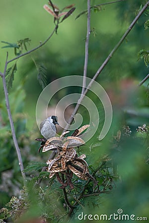 The sooty-headed bulbul Pycnonotus aurigaster is a species of songbird in the Bulbul family, Pycnonotidae. Stock Photo