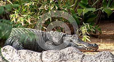 A big sleeping crocodile on a stone Stock Photo