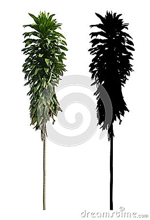 A big slim tall green leaves Janet Craig tree with black alpha mask isolated on white background Stock Photo