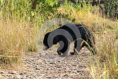 Big Sloth bear or Melursus ursinus vulnerable species encounter in natural habitat during jungle safari. Stock Photo