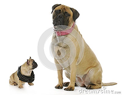 Big and small dog Stock Photo