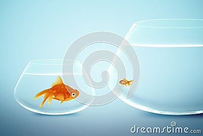 Big and small goldfish Stock Photo