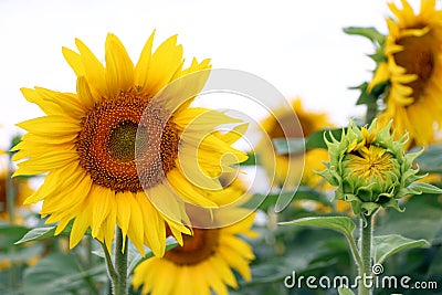 Big and small sunflower Stock Photo