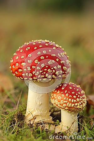 Big and small toadstool in the grass Stock Photo