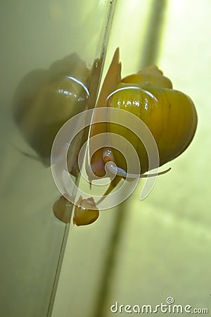 Big and small yellow snails are reflected in the water Stock Photo