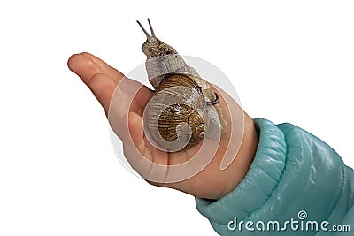 Big snail on girl hand. Close up isolated image on white background Stock Photo