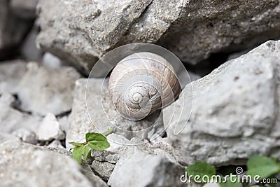 Big snail hides between stones Stock Photo