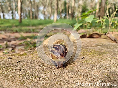 A big snail is slowly creeping in the forest after the rain. Focus on the selected point Stock Photo