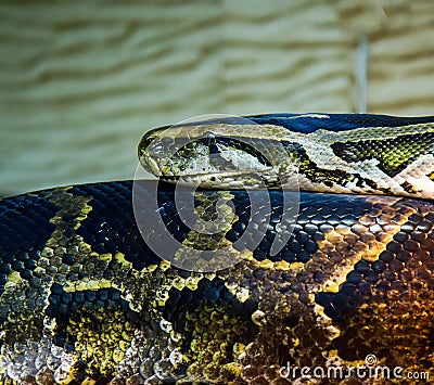 Big snake python Stock Photo