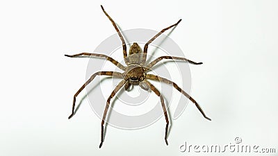 A big spider climbs to a white wall background Stock Photo