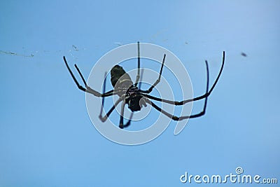 Big Spider hanging on the web Stock Photo