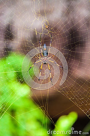 Big spider on his web closeup Stock Photo