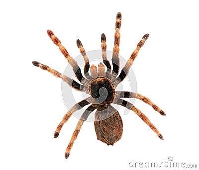 Big spider isolated Stock Photo