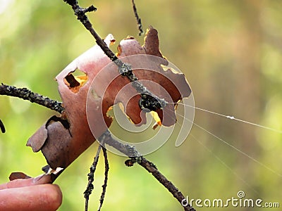 Big spider sleeps Stock Photo