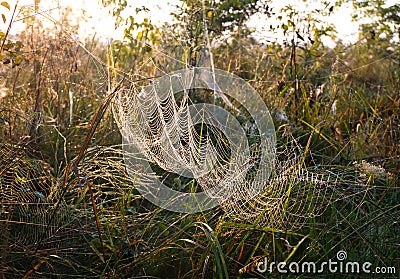 Big spider web in the grass. Beautiful morning on the autumn field. Sunshine. Nature inspiration, travel and wanderlust concept Stock Photo