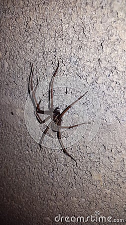 Big spider on a white old wall Stock Photo