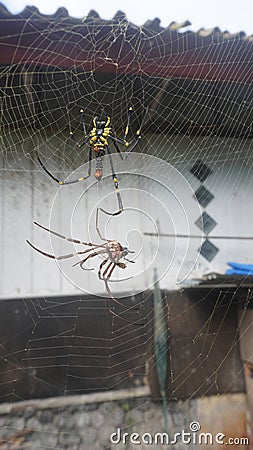 big spider yellow color spider molts in cobwebs Stock Photo