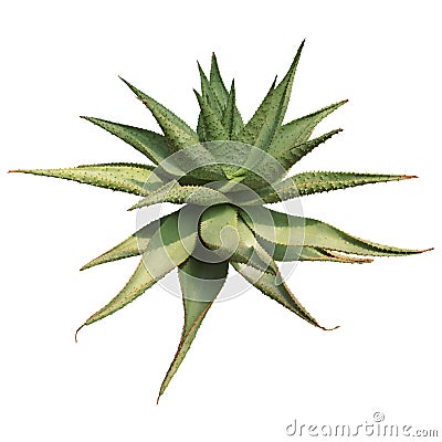 Spiky Agave Plant Isolated on White Background Stock Photo