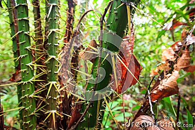 Big spiky plant in rainforest Stock Photo
