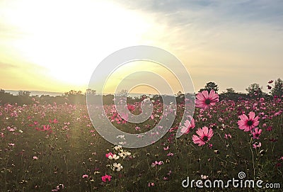 Big Spring Fields Concept. Meadow with Blooming Pink and White Cosmos Flowers in Spring Season at The Corner with Copyspace Stock Photo