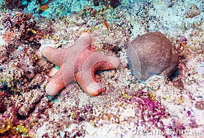 Big starfish on the ocean floor, Maldives Stock Photo