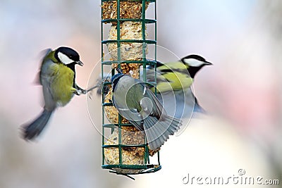 Big starvation at bird feeder Stock Photo