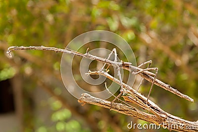 Big Stick Insect in Zanzibar Stock Photo