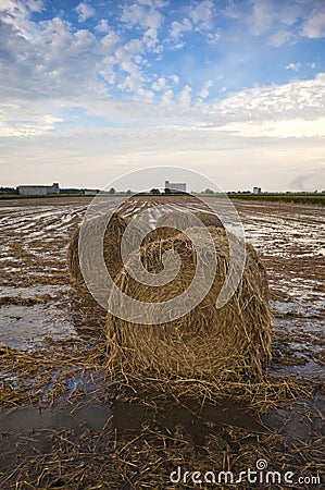 Big straw bales at paddy field,Malaysia. Stock Photo