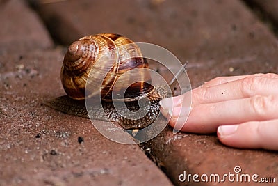 Big striped grapevine snail as pet is caught by a child hand for playing and analysis on a natural excursion and natural explorare Stock Photo