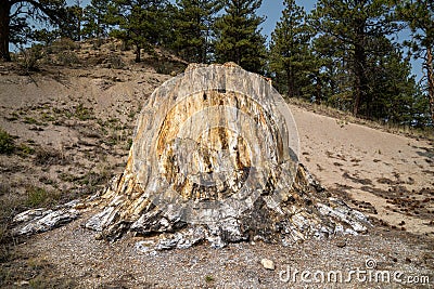 Big Stump, a petrified tree in Florissant Fossil Beds National Monument Stock Photo