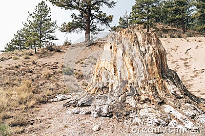 Big Stump, a petrified tree in Florissant Fossil Beds National Monument Stock Photo