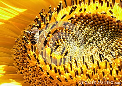 Big sunflower and the bee close details background Stock Photo