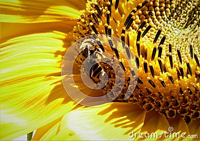 Big sunflower and the bee close details background Stock Photo