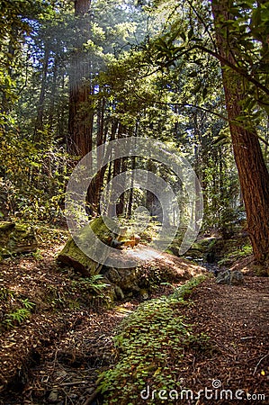 Big Sur Ventana Wilderness Stock Photo