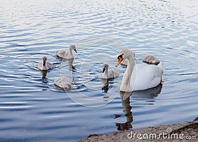 Big swan and Many grey small swans swimming on the lake Stock Photo