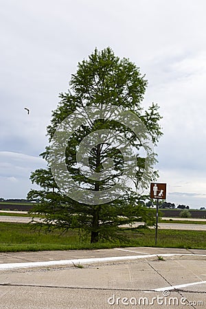 A big tall green tree off along the side of the interstate Stock Photo