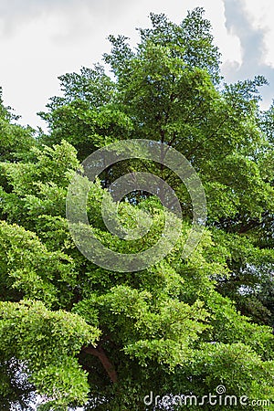 Big Terminalia ivorensis Stock Photo