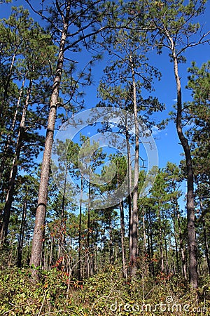 Big Thicket Trees Stock Photo