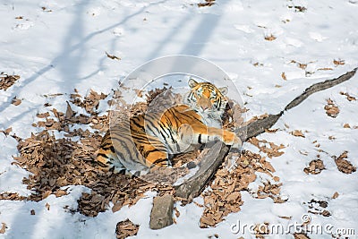 Big tiger in the snow, the beautiful, wild, striped cat, in open Woods, looking directly at us. Stock Photo