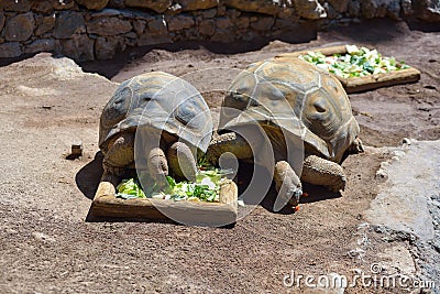 Big tortoise, turtles in animal park in Gran Canaria, Spain Stock Photo