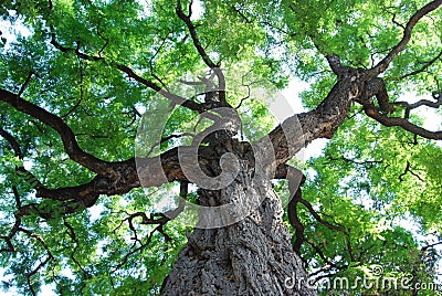 Big Tree Stock Photo