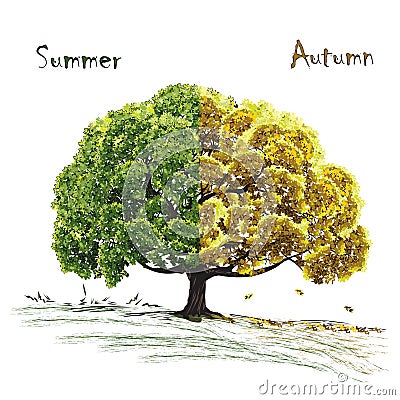 Big tree, autumn and summer, on a white background Vector Illustration