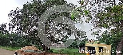 A big tree behind the temple Stock Photo