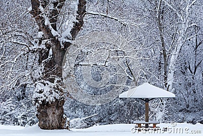 Big tree and benches with roof in the form of mushrooms covered with snow Stock Photo