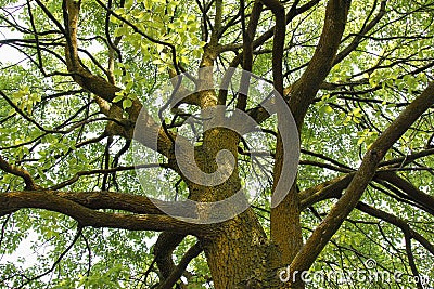 Big Tree Stock Photo