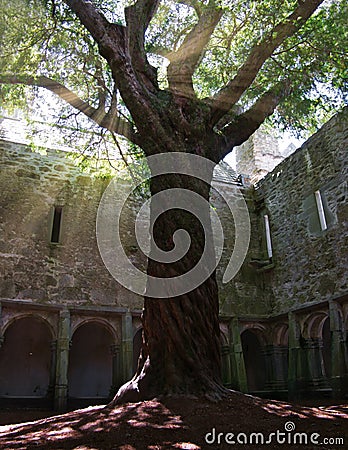 Tree in the courtyard of a ruin with sunbeams Stock Photo