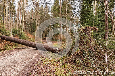 Big tree fallen across the woodland path after a big storm Stock Photo