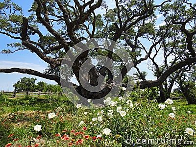 The Big Tree at Goose Island State Park, Texas Stock Photo