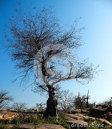 Big tree without leaves on it after autumn season Stock Photo