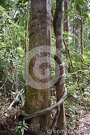 Big tree with a liana twisted around the trunk on the hiking trail at dragon crest in Khao Ngon Nak in Krabi, Thailand, Asia Stock Photo